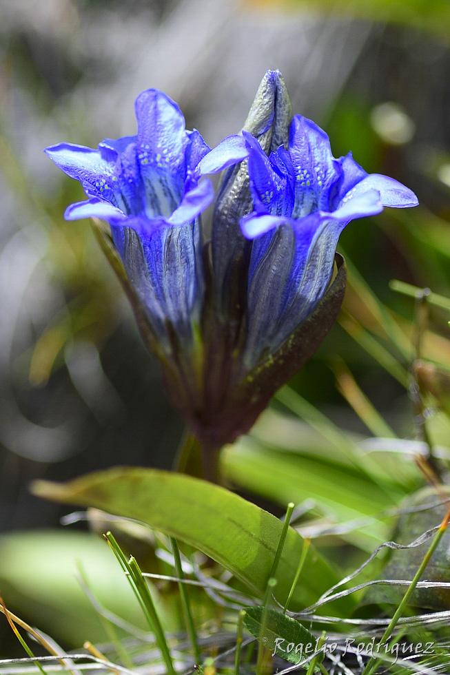 Genciana en Kirguistan